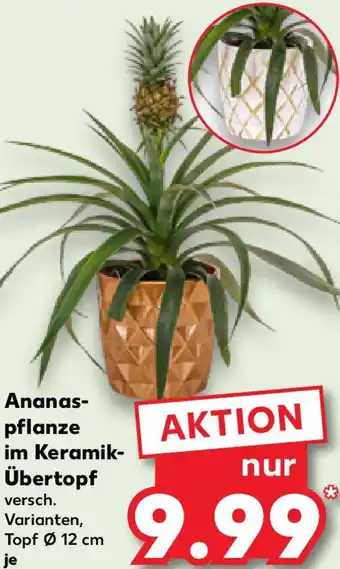 Kaufland Ananaspflanze im Keramik Übertopf Angebot