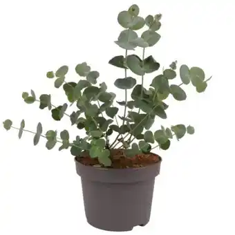 toom Baumarkt Eukalyptus Angebot