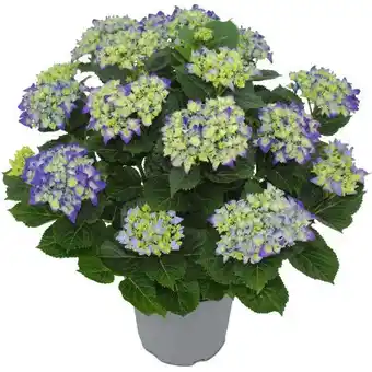 toom Baumarkt XL Ballhortensie Angebot