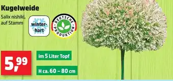 Thomas Philipps Kugelweide Angebot