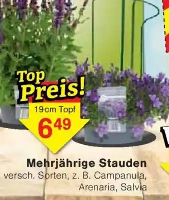 Jawoll Mehrjährige Stauden Angebot
