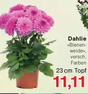 Jawoll Dahlie Angebot