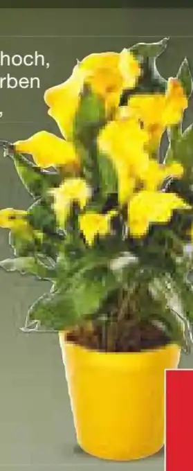 Netto Marken-Discount Calla Angebot