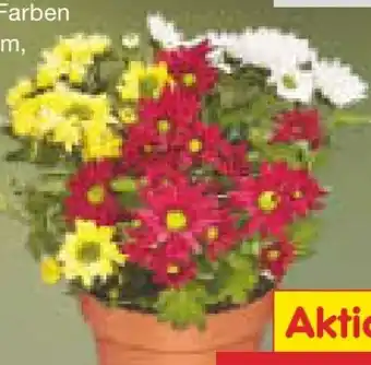 Netto Marken-Discount Dreifarbiger Chrysanthemen-Busch Angebot