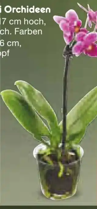 Netto Marken-Discount Mini-Orchideen Angebot