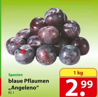 Famila Nord Ost Blaue pflaumen „angeleno“ Angebot