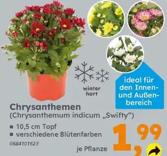 Globus Baumarkt Chrysanthemen Angebot
