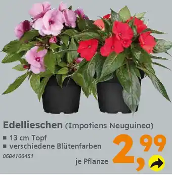 Globus Baumarkt Edellieschen Angebot