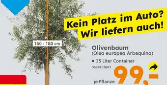 Globus Baumarkt Olivenbaum Angebot
