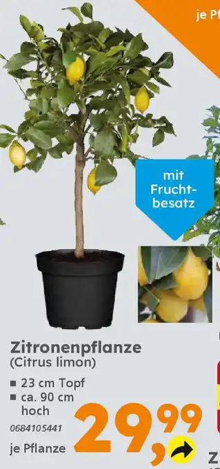 Globus Baumarkt Zitronenpflanze (Citrus limon) Angebot