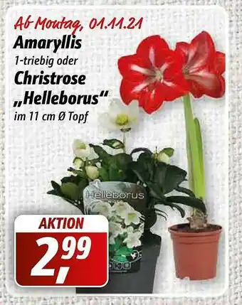 Simmel Amaryllis Oder Christrose „helleborus” Angebot