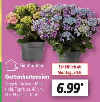 Lidl Gartenhortensien Angebot