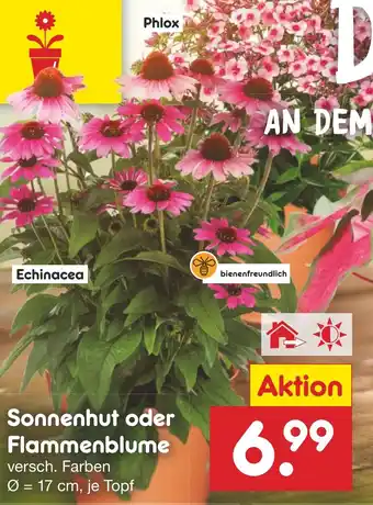 Netto Marken-Discount Sonnenhut oder Flammenblume Angebot