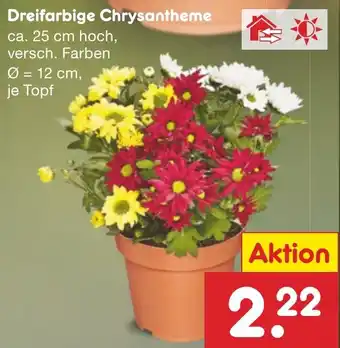 Netto Marken-Discount Dreifarbige Chrysantheme Angebot