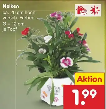 Netto Marken-Discount Nelken Angebot