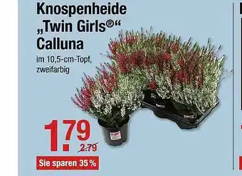 V Markt Knospenheide „twin Girls” Calluna Angebot