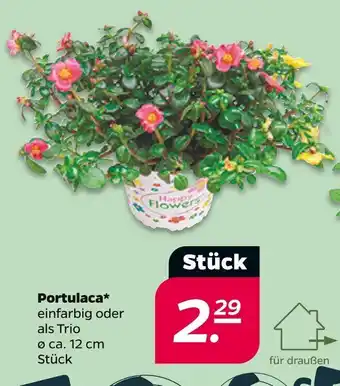 NETTO Portulaca Angebot