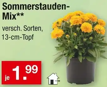 Zimmermann Sommerstauden Mix Angebot