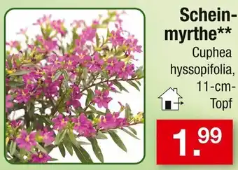 Zimmermann Scheinmyrthe Angebot