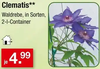 Zimmermann Clematis Angebot