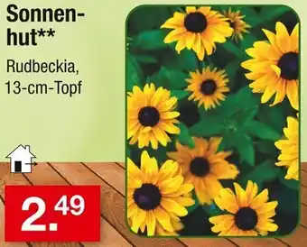 Zimmermann Sonnenhut Angebot
