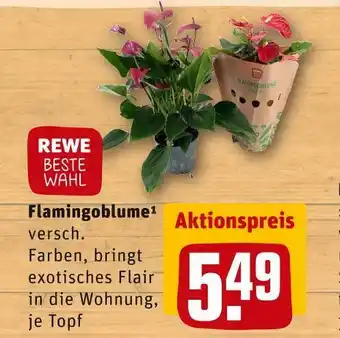 REWE Rewe beste wahl flamingoblume Angebot