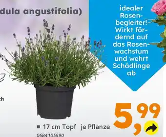 Globus Baumarkt Duft-Lavendel (Lavandula angustifolia) Angebot