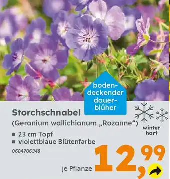 Globus Baumarkt Storchschnabel (Geranium wallichianum „Rozanne") Angebot