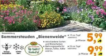 Globus Baumarkt Sommerstauden „Bienenweide" Angebot