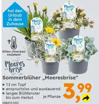 Globus Baumarkt Sommerblüher „Meeresbrise" Angebot