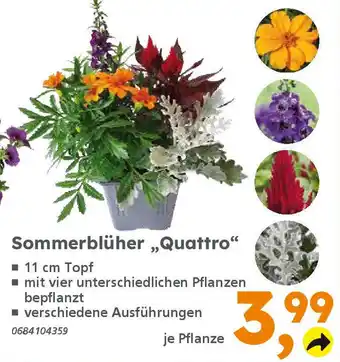 Globus Baumarkt Sommerblüher,,Quattro" Angebot