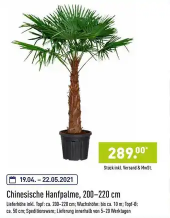 Aldi Nord Chinesische Hanfpalme, 200-220 cm Angebot