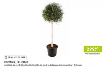 Aldi Nord Olivenbaum, 180-200 cm Angebot