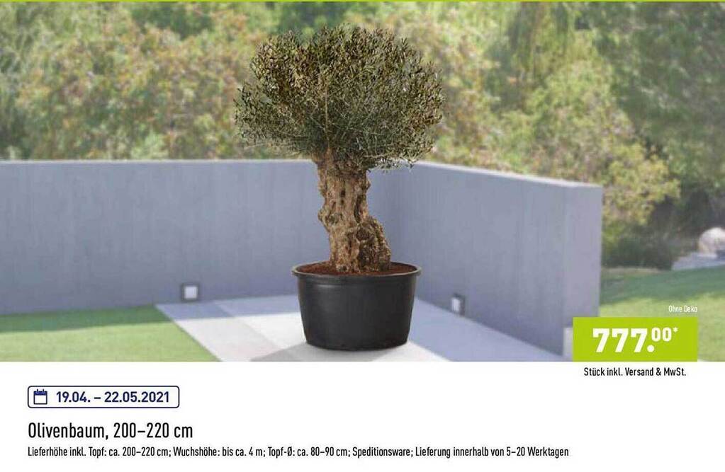 fernwood sansevieria 3-5 FT Sansevieria Fernwood – Dahing Plants main image 0