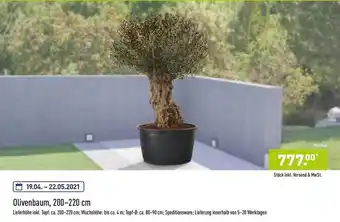 Aldi Nord Olivenbaum, 200-220cm Angebot