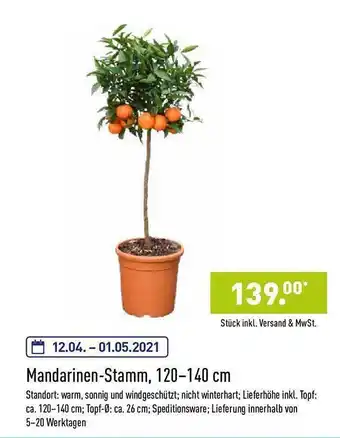 Aldi Nord Mandarinen-stamm 120-140 Cm Angebot