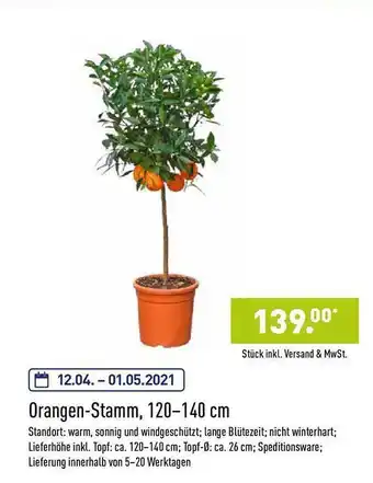 Aldi Nord Orangen Stamm 120-140 Cm Angebot