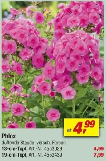 toom Baumarkt Phlox Angebot