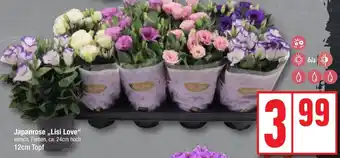 Edeka Japanrose ,,Lisi Love" 12cm Topf Angebot