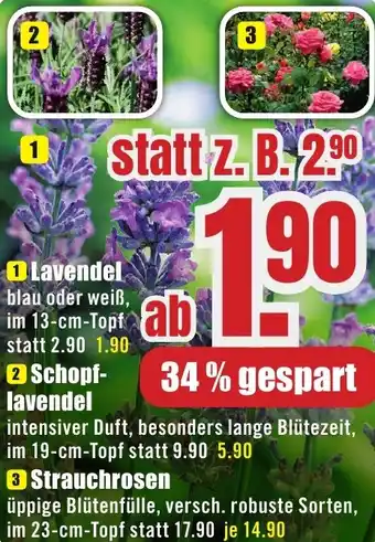 B1 Discount Baumarkt Lavendel Angebot