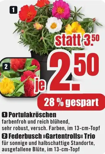B1 Discount Baumarkt Portulakröschen Angebot