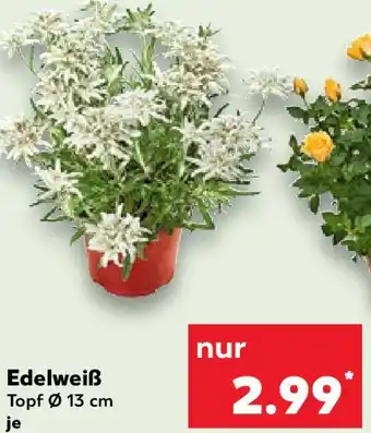 Kaufland Edelweiß Angebot