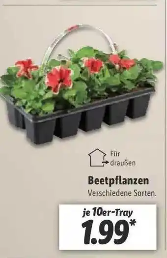 Lidl Beetpflanzen Angebot