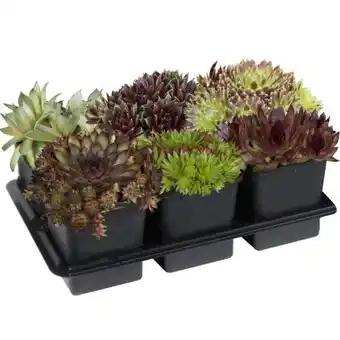 toom Baumarkt Hauswurzen Angebot