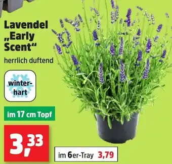 Thomas Philipps Lavendel ,,Early Scent" Angebot