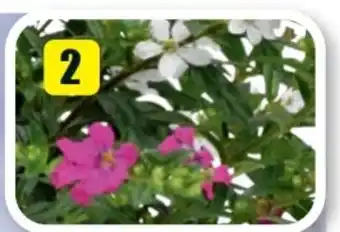B1 Discount Baumarkt Köcherblümchen Flori Glory Angebot