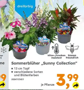 Globus Baumarkt Sommerblüher „Sunny Collection" Angebot