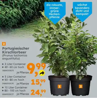 Portugiesischer Kirschlorbeer (Prunus lusitanica angustifolia) Angebot bei  Globus Baumarkt