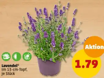 PENNY Lavendel Angebot