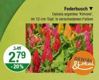 V Markt Federbusch Angebot